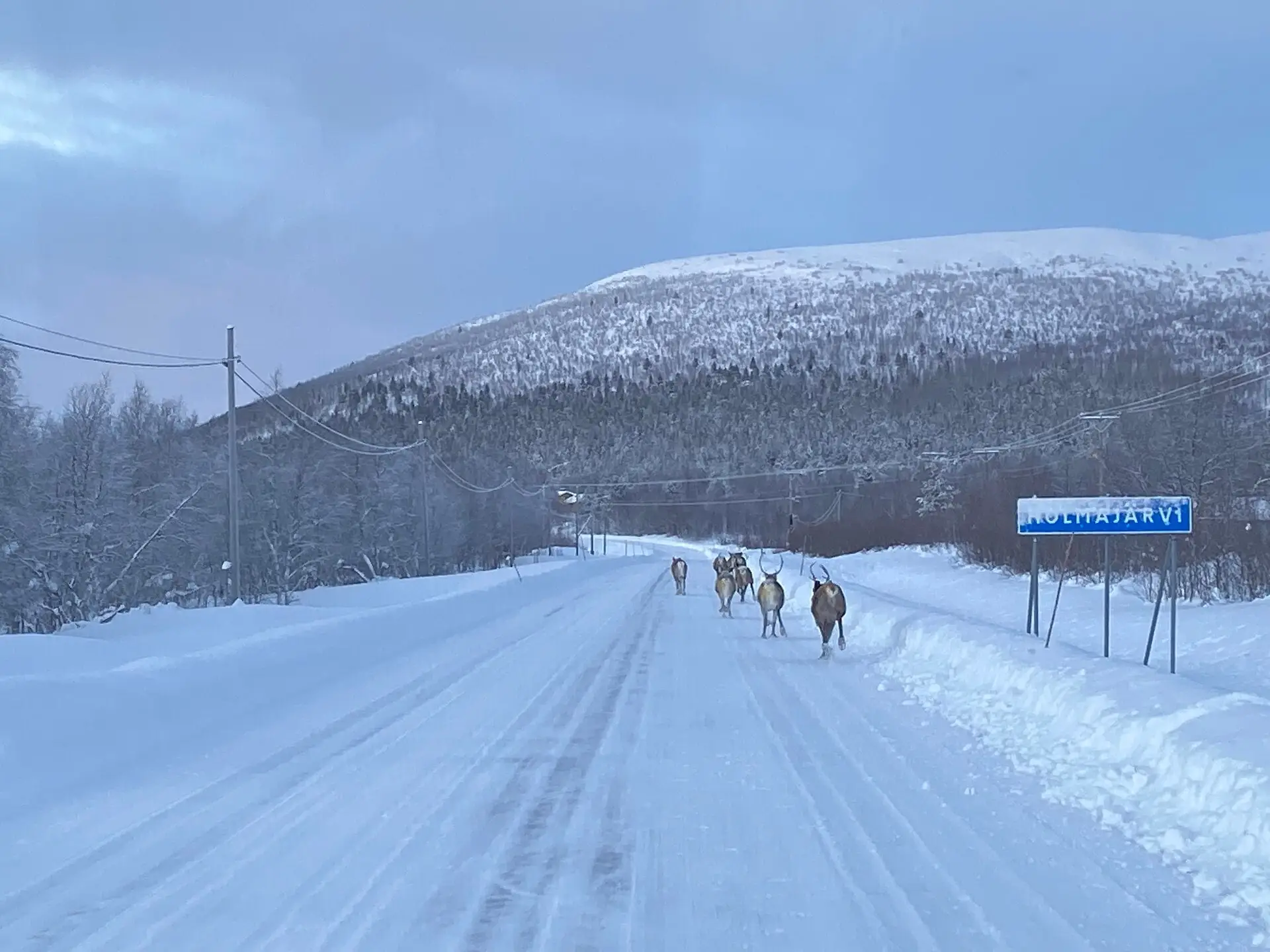 Rendieren op een besneeuwde weg bij Holmajärvi, gemeente Kiruna